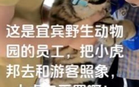 宜宾一动物园给幼虎戴嘴套与游客合影 官方：属不当行为，整改！