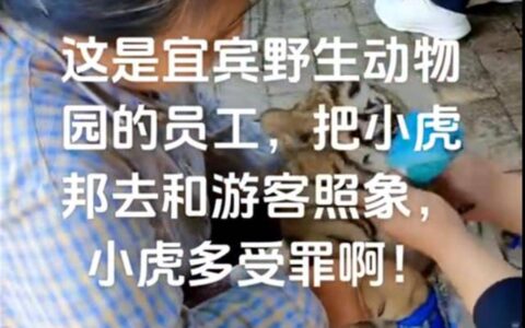 动物园给幼虎嘴爪戴套供游客合影，如此赚钱才“夸张”！