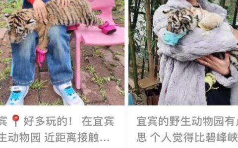 正观快评：幼虎被套嘴合影，野生动物岂容“野蛮”对待