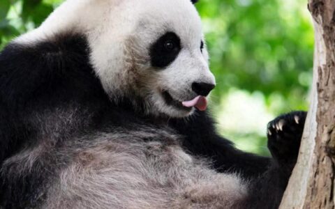 成都熊猫基地否认圈养致近亲繁殖严重：有与其他机构交换精液