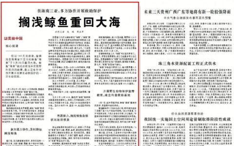 145天救助后，鲸鱼“海棠”重回大海