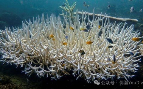 海洋高温拉警报！NOAA证实：全球第四次大规模珊瑚白化，过半数珊瑚礁陷入危机…-全球珊瑚白化事件