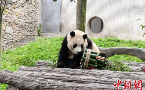“福宝”正式与公众见面！-作家福宝简介
