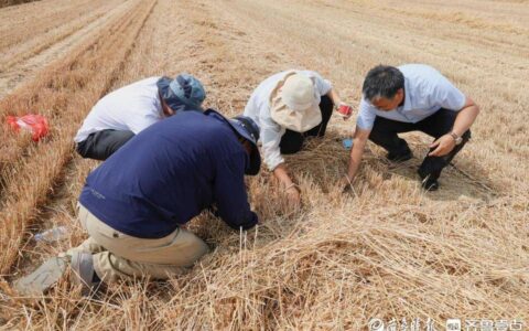青岛全市已收小麦109.79万亩，麦收进度超过三成-青岛地区麦收时间是几点