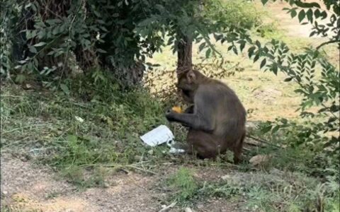 北京延庆一猕猴咬伤7岁男孩！大家小心，还没抓到……-北京被猕猴抛弃的狗的家