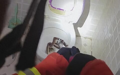 厕所惊魂！家中马桶内竟藏着一条蛇，拽出时还疯狂地“撕咬”马桶-马桶里有一条蛇