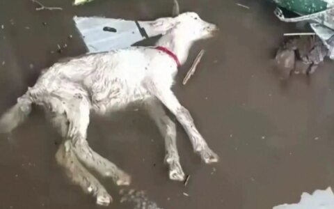 河南南阳，一夜暴雨汹汹。羊死牛慌！快步挺进“沿海”城市-河南南阳大暴雨