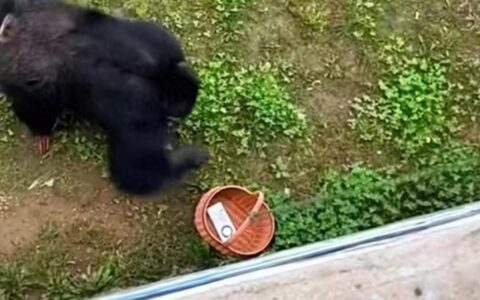 山东一大猩猩帮游客捡手机，动物园：还曾捡过鞋，是园中明星-播放大猩猩视频